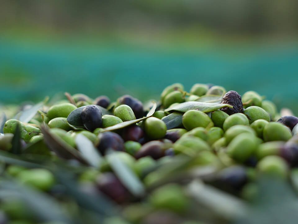 Ansammlung von Oliven